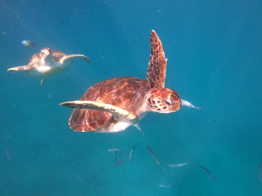 São Vicente: Snorkeling with Turtles Breathtaking Experience - A local boat ride with a real purpose