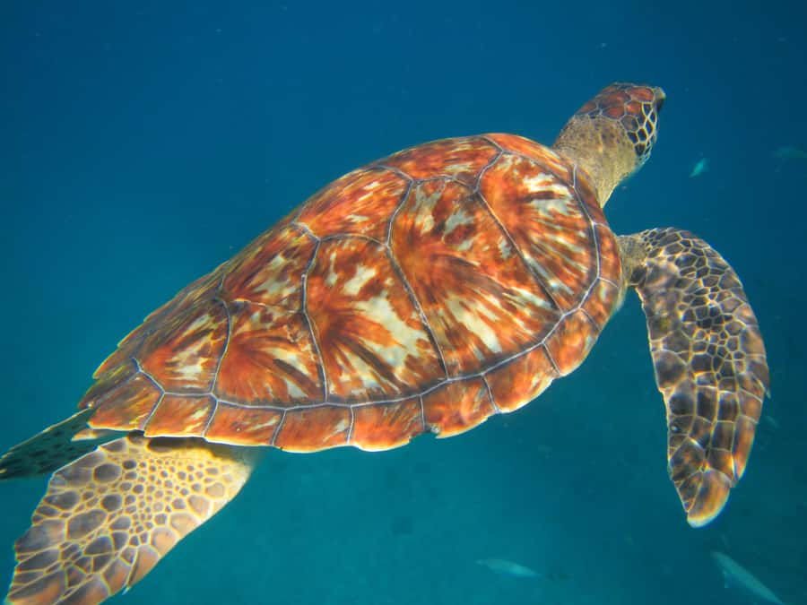 São Vicente: Swimming and Snorkeling Tour with Sea Turtles - Key points to know before booking