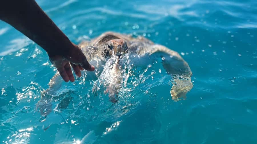 São Vicente: Swimming and Snorkeling Tour with Sea Turtles - Why São Vicente is special for turtle swimming