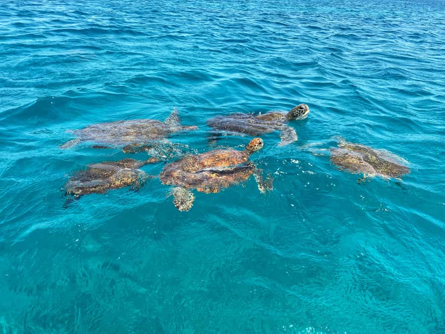 São Vicente: Swimming and Snorkeling Tour with Sea Turtles - São Pedro beach and the safety briefing