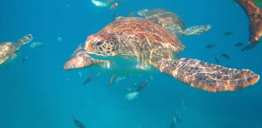 São Vicente: Swimming and Snorkeling Tour with Sea Turtles - From Mindelo to São Pedro in about 20 minutes