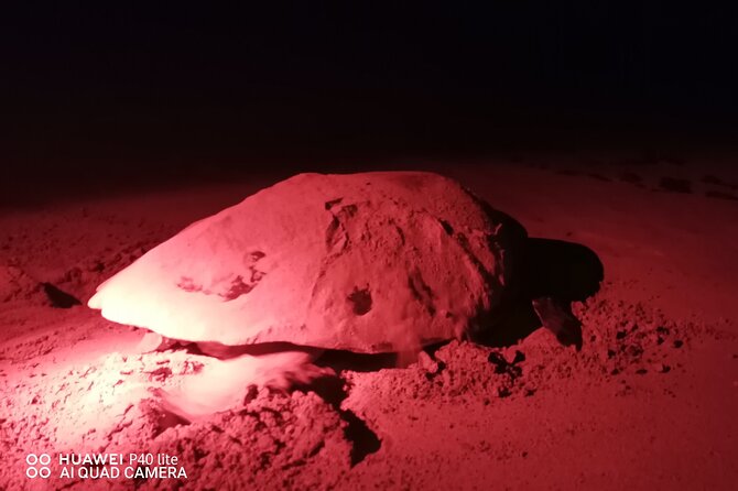 Sea Turtle Nesting Observation on Sal Island - Key points before you book