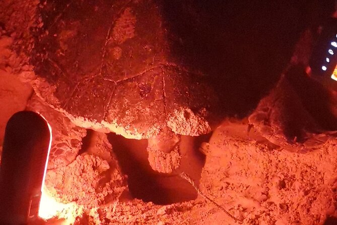 Sea Turtle Nesting Observation on Sal Island - Why Sal’s turtle season is worth your evening