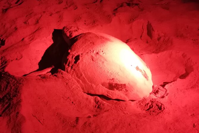 Sea Turtle Nesting Observation on Sal Island - Pickup, timing, and practical planning