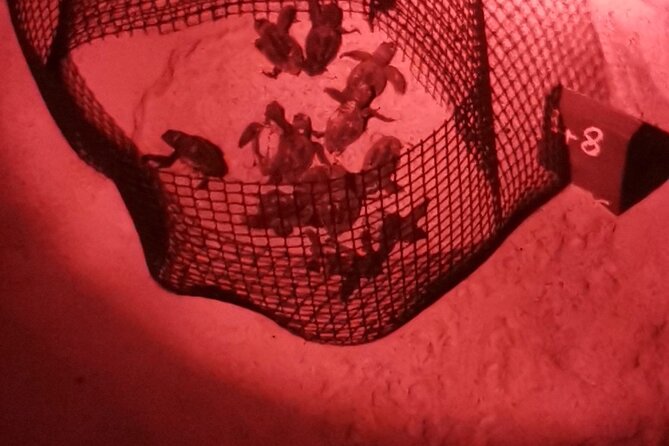 Sea Turtle Nesting Observation on Sal Island - Following egg laying, nest closure, and camouflage