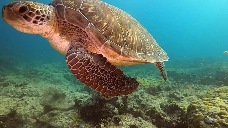 Short Snorkeling Trip - What You May See Beneath the Surface