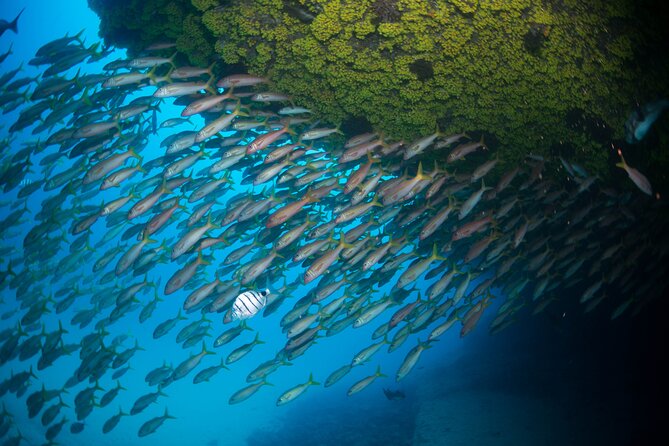 Snorkeling Experience in Santa Maria Bay by boat - How much swimming ability do you need?