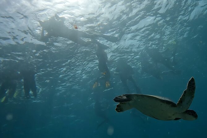 Snorkeling Experience in Santa Maria Bay by boat - The guide support and language question