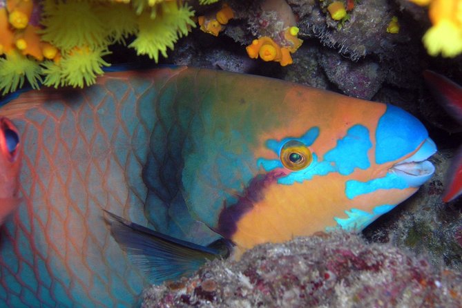 Snorkeling Tour - Key details before you book