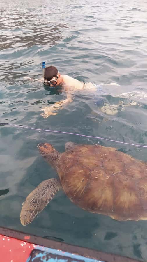 Snorkeling with Turtles - Swimming with turtles in clear Atlantic water