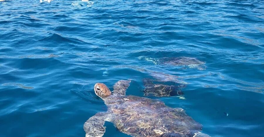 Snorkeling with turtles at Sao Pedro's Beach - Getting from your hotel to São Pedro Beach