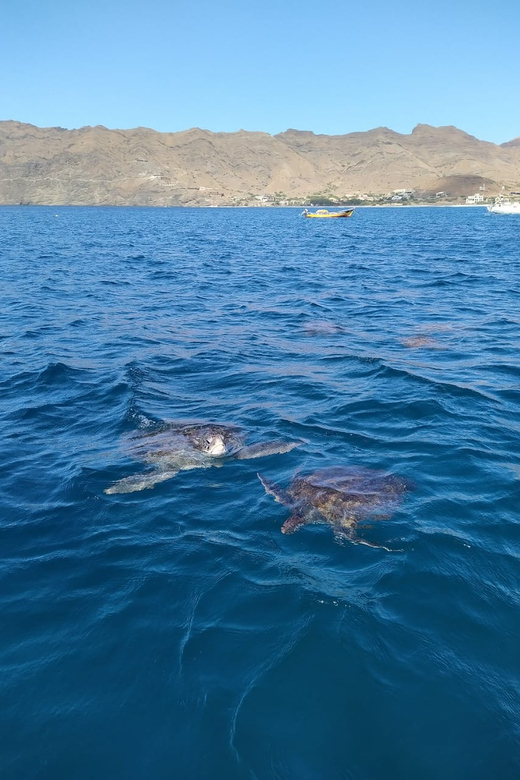 Snorkeling with turtles at Sao Pedro's Beach - The turtle encounter in clear water