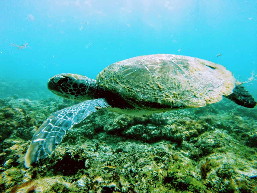 Snorkelling trip with certificate local guide - Equipment, safety, and comfort in the water