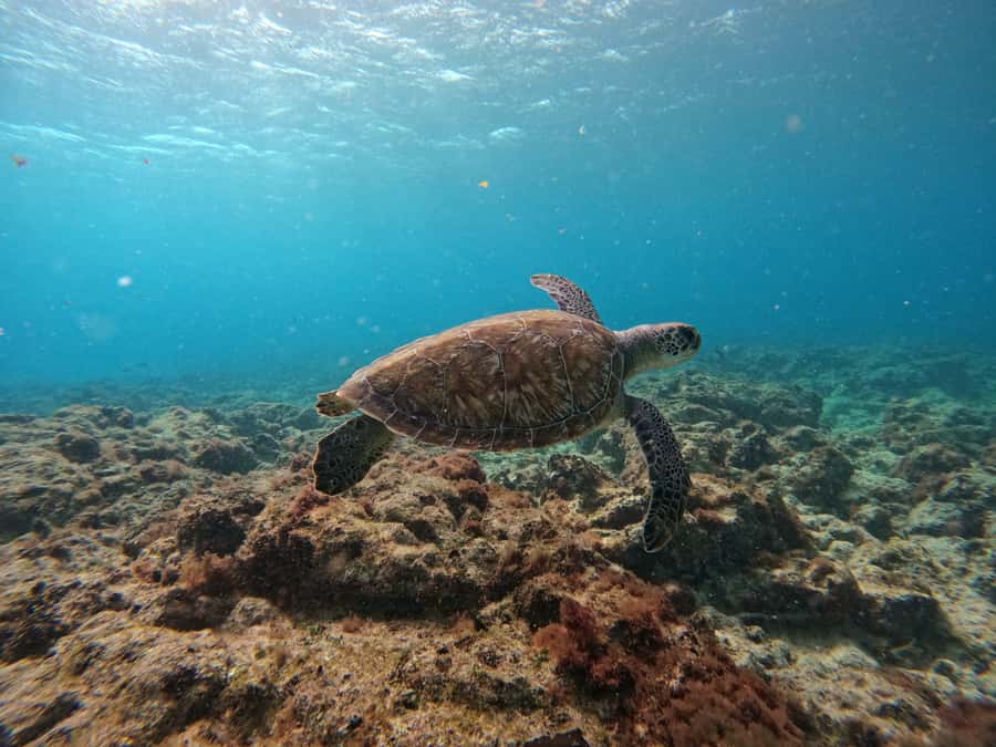 Snorkelling trip with certificate local guide - What the $50 price gets you