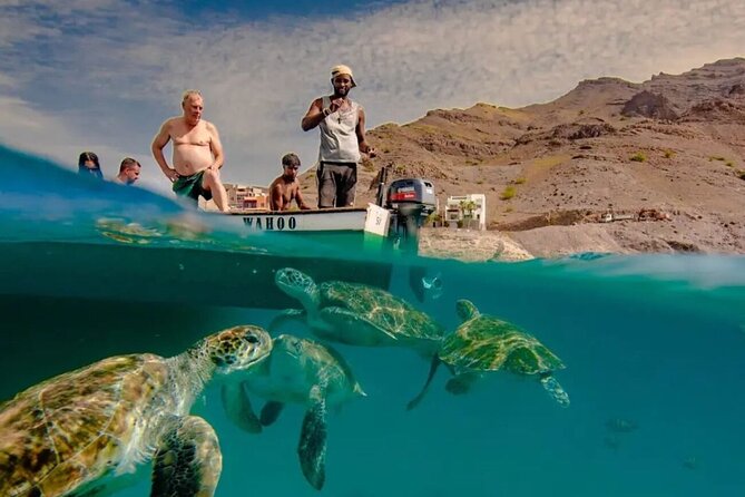Spectacular experience with sea turtles - Key points to know before you book