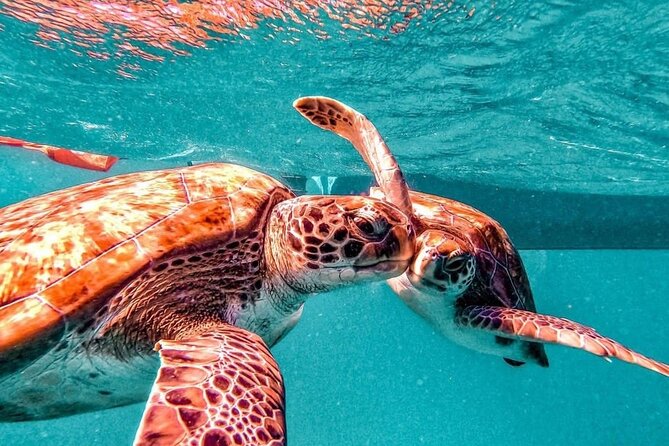 Spectacular experience with sea turtles - Why the turtle rules matter