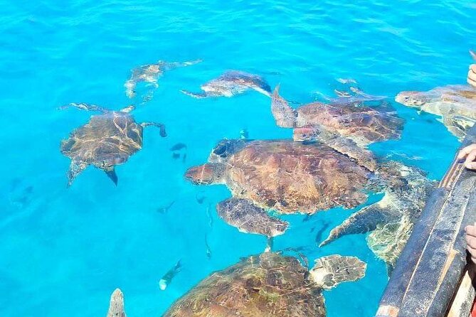 Spectacular experience with sea turtles - Weather, tides, and the cancellation rules