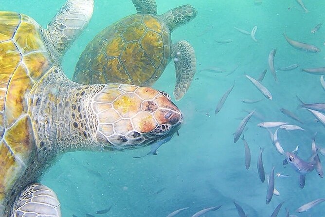 Spectacular experience with sea turtles - Watching the turtles approach the boat