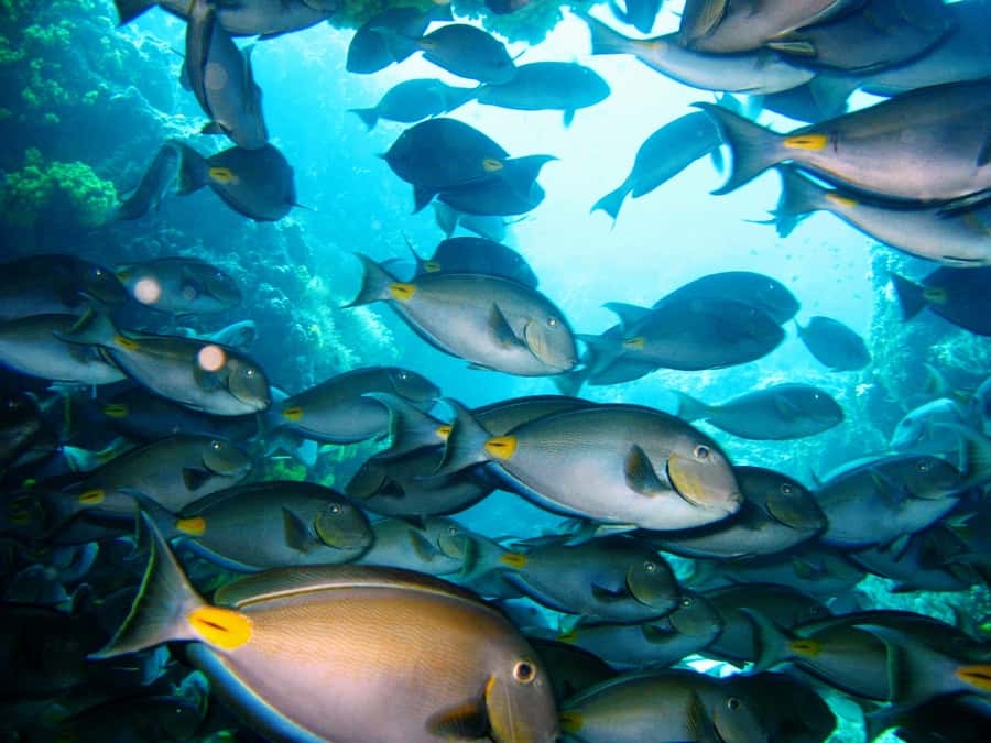 Tarrafal: Snorkeling Trip Along the Coastline - Getting comfortable with the mask and flotation gear