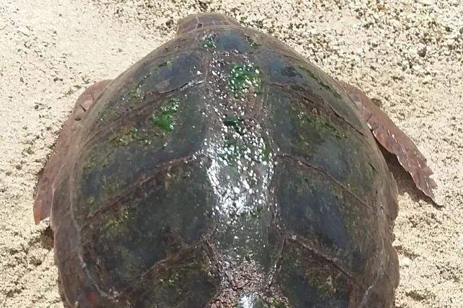 Turtle Experience in Boa Vista Island - Key points at a glance