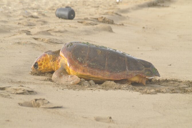 Turtle Experience in Boa Vista Island - Leaving Sal Rei at 7:00 pm