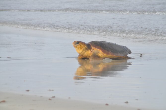 Turtle Experience in Sal island - The guide’s introduction sets the tone