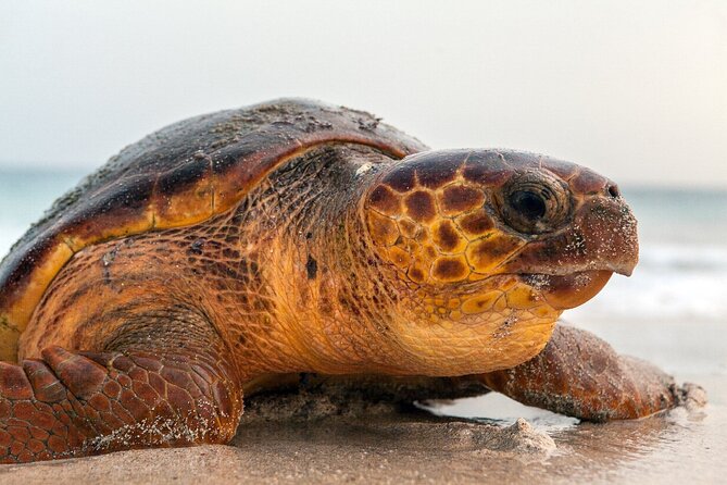Turtle Experience in Sal island - From Santa Maria hotel pickup to the beach