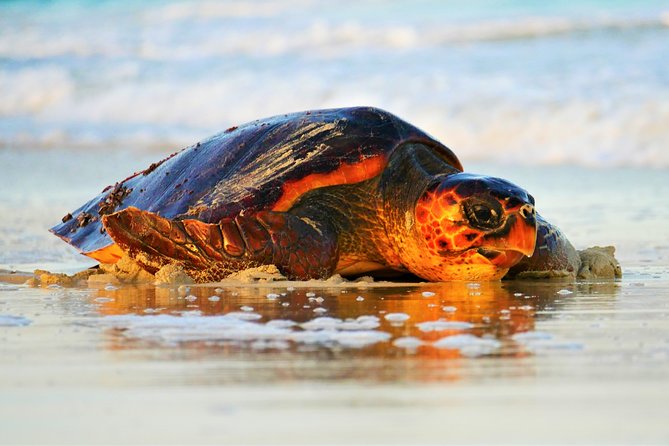 Turtle Watching Adventure - Key points to know before you book