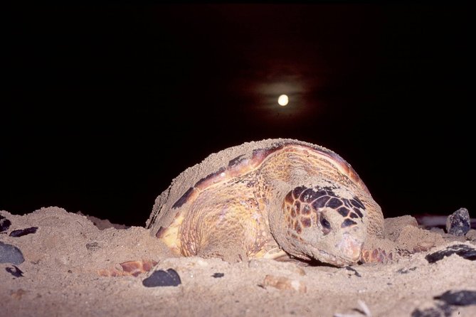 Turtle Watching Adventure - Why this Sal Island turtle tour is worth your evening