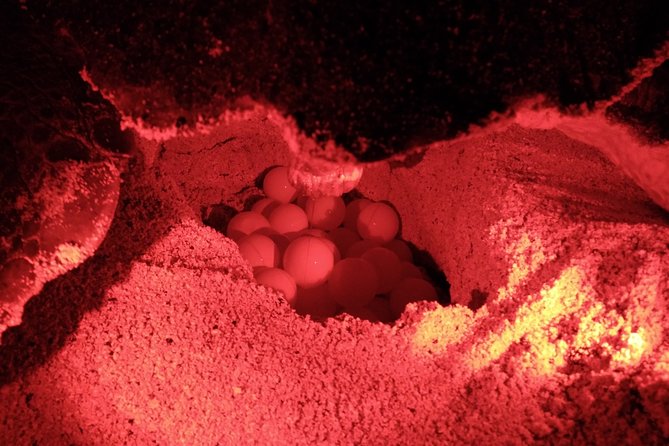 Turtle Watching Adventure - Hatchlings and hands-on moments need care