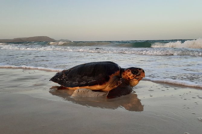 Turtle Watching Adventure - How the price compares with the experience