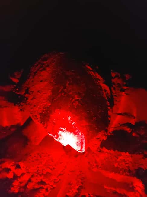 Turtle watching in Boa Vista Island - Key points about Boa Vista turtle watching