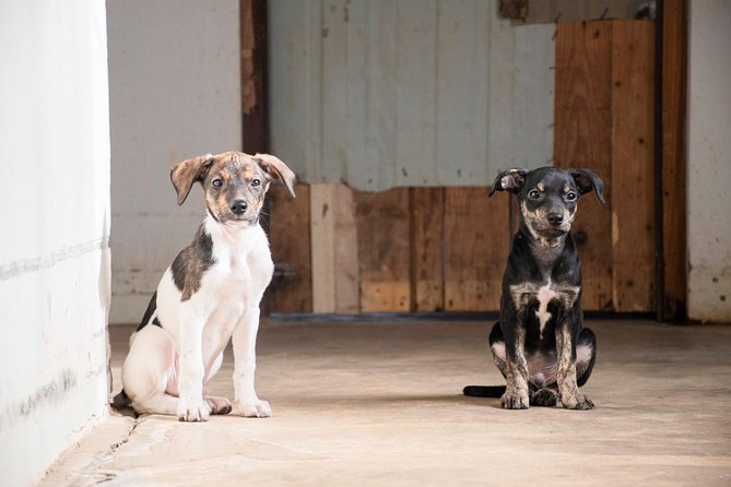 Volunteering with animals in Sao Vicente! - Key points at a glance