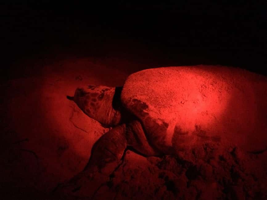 Watch Sea Turtles Nesting – Night Tour in Sal Island - Key points to know before booking