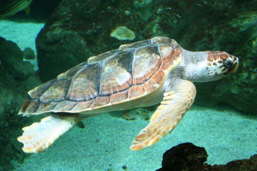 Watch Sea Turtles Nesting – Night Tour in Sal Island - Why Sal is such an important turtle stop
