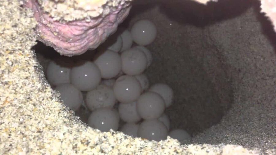 Watch Sea Turtles Nesting – Night Tour in Sal Island - Walking quietly toward the nesting area