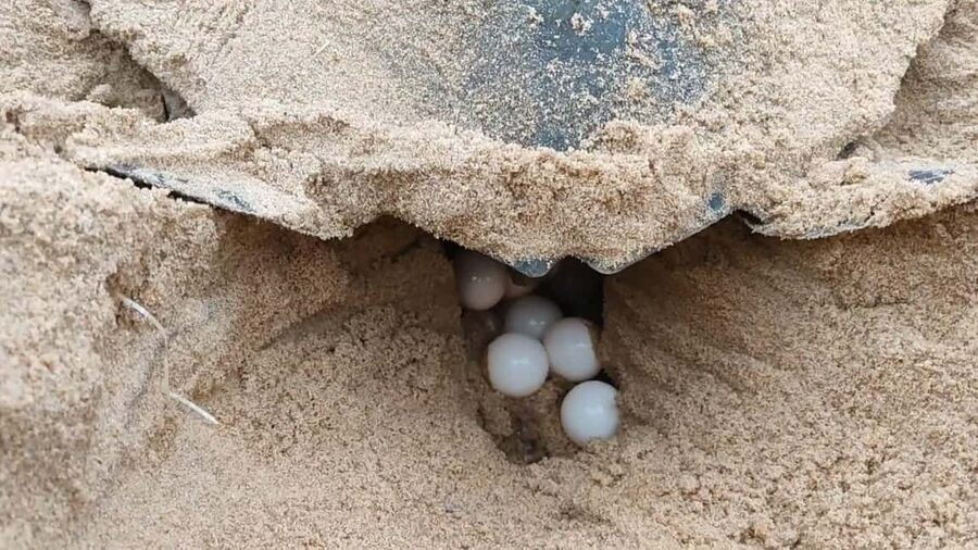 Watch Sea Turtles Nesting – Night Tour in Sal Island - Watching the loggerhead nesting process