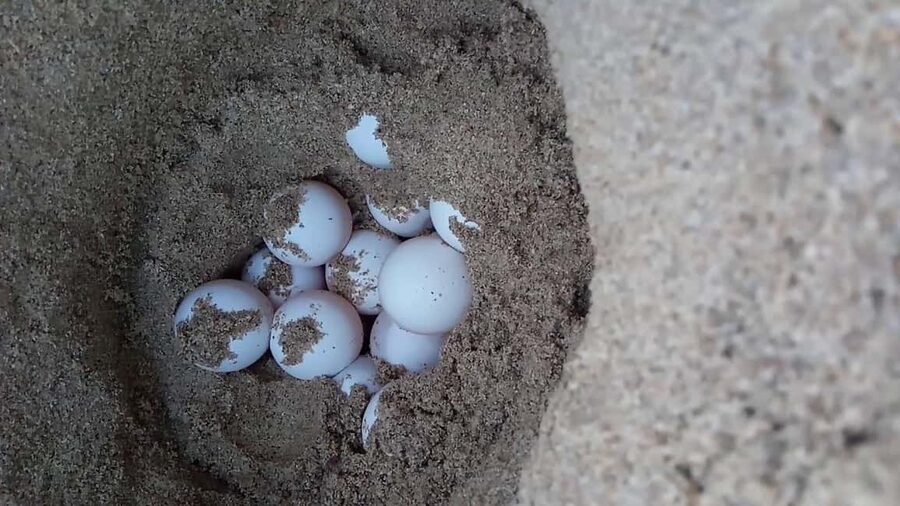 Watch Sea Turtles Nesting – Night Tour in Sal Island - How long the night really lasts