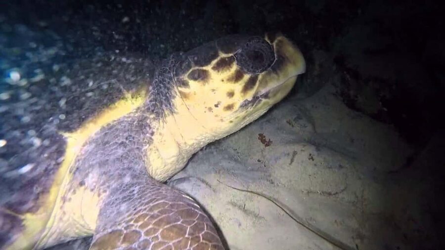 Watch Sea Turtles Nesting – Night Tour in Sal Island - From Santa Maria to a protected beach