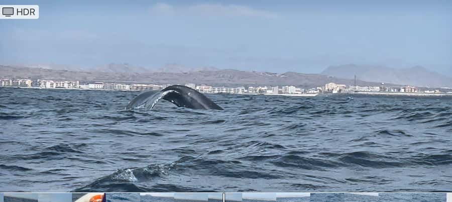 Whale watching tour SEASONAL - Key Points Before You Book