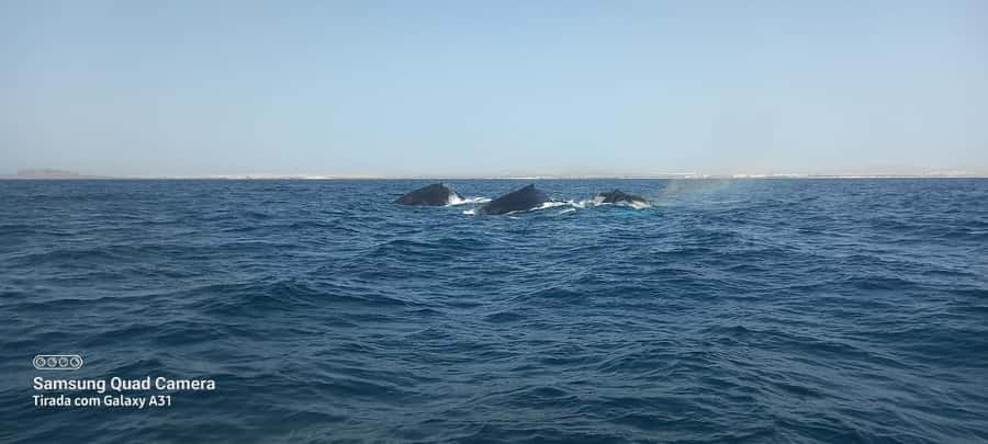 Whale watching tour SEASONAL - Why Boa Vista Is a Good Place to Watch Whales