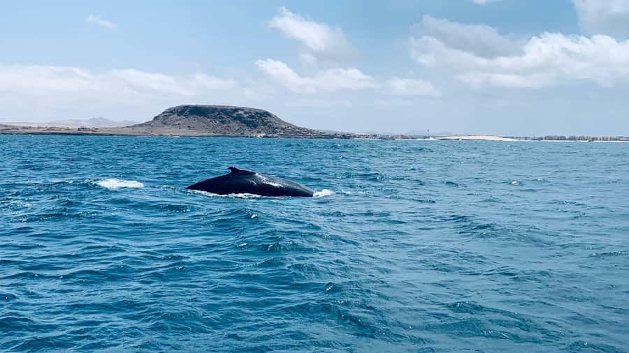 Whale watching tour SEASONAL - What the Tour Day Is Likely to Feel Like