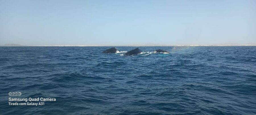 Whale watching tour SEASONAL - How Much Value Do You Get for the Price?