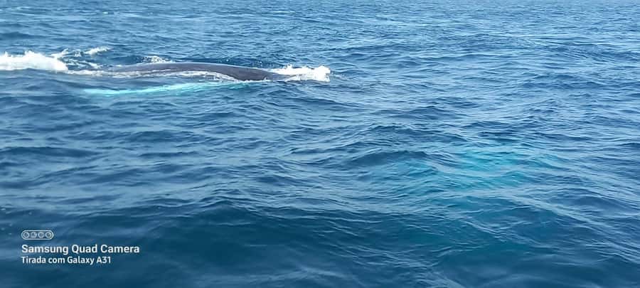 Whale watching tour SEASONAL - What to Bring and What to Leave Behind