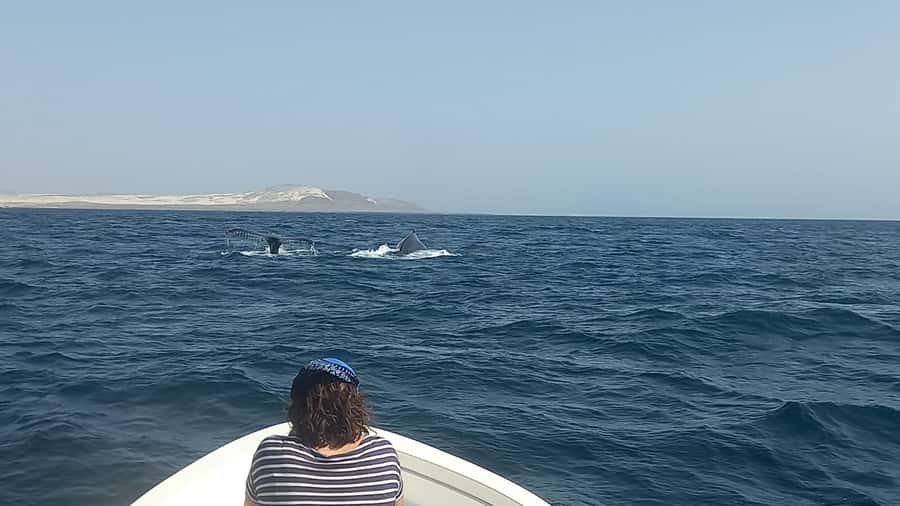 Whale watching tour SEASONAL - The Small Boat Makes Sightings Feel Close